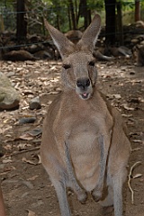 0086 Cairns Tropical Zoo